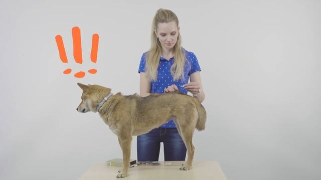 Капли Адвокат от блох, чесоточных клещей, глистов для собак смотреть онлайн