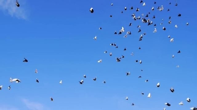 Голуби видео 2025. Николаевские голуби. миграция птиц. воздушные птицы. николаевский голубь в полете.