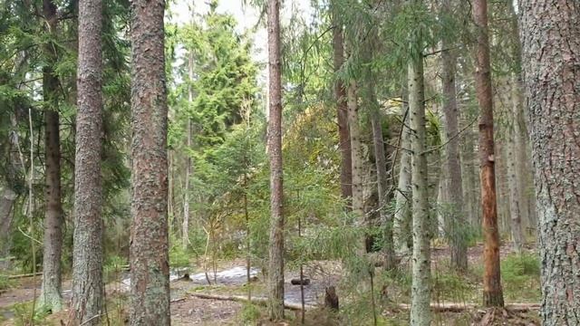 Интересные места в Эстонии.Ледниковый валун Рохунееме\Rohuneeme.Что посмотреть  в Эстонии.Влог