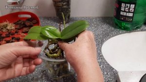 Пересадка подростков орхидей с цветоносами!