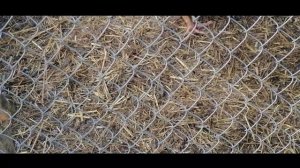 Март.Морозное утро. Куры и Теплая вода. Голошейки черные и рыжие,доминанты несушки.