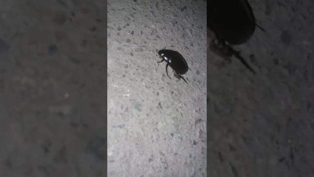 Черный водолюб (Hydrophilus piceus) смотреть онлайн