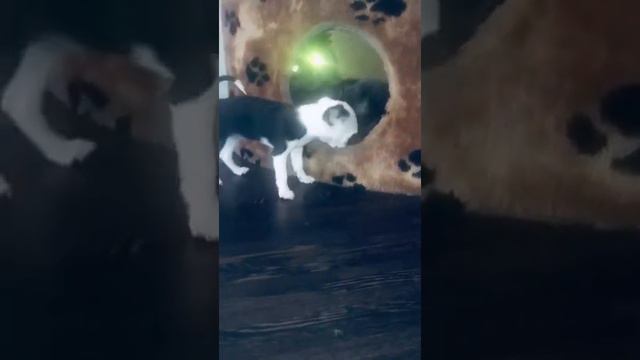 Funny dog Videos-Mirashow/Мини чихуахуа играет с котиком. Четыре лапы