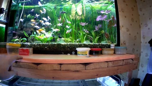 Анализ воды в аквариуме, новый светильник над столитровым (Аква Хижина, выпуск 38) смотреть онлайн