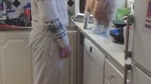 котик встречает хозяина с работы