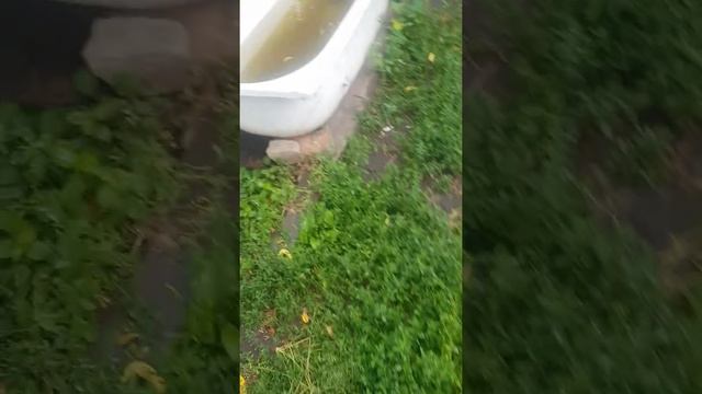 сорт персика фаворит моретини