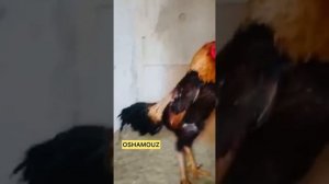 Чистый О Шамо апельсинчик на племя принимаем заказы яйца цыплята все вопроси в личку Инст Anvar_dan