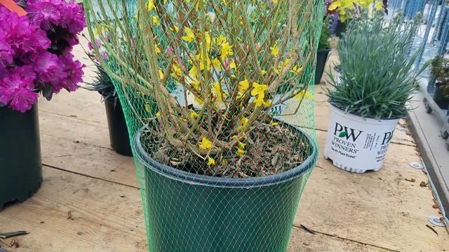 Forsythia x intermedia 'Lynwood' // Magical Spring Color смотреть онлайн