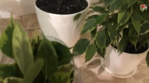 ФИКУС БЕНДЖАМИНА 'Кинки', 'Экзотика', 'Саманта' и ФИКУС БЕНЕДИКТА 'Амстел Кинг'