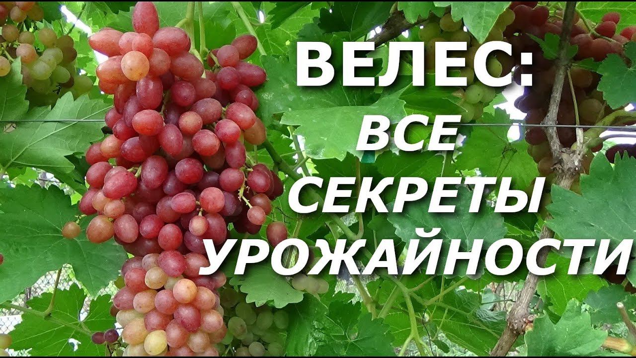 СЕКРЕТЫ УРОЖАЙНОСТИ ВИНОГРАДА ВЕЛЕС смотреть онлайн
