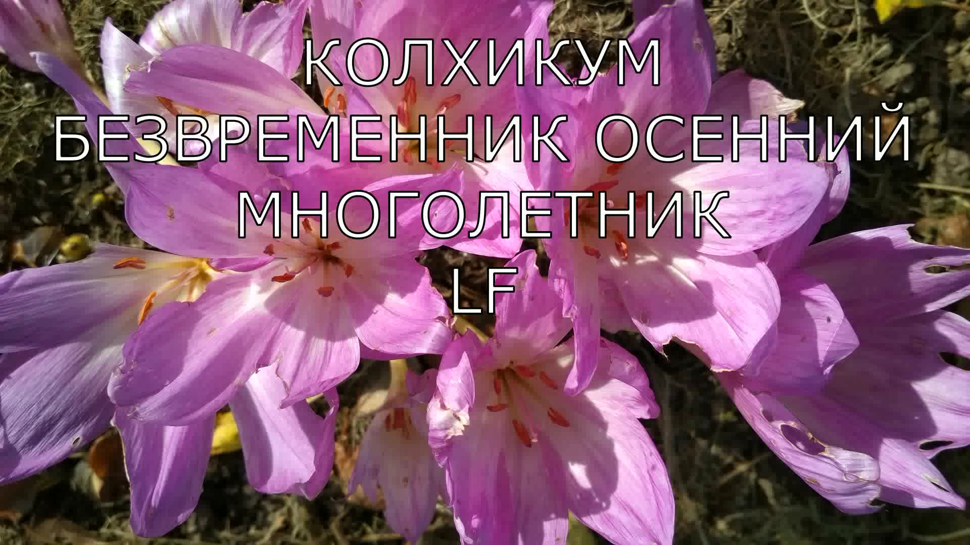 Многолетники Безвременник осенний Колхикум.