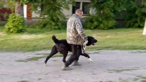 Черный алабай Империя Сумы Гёзбаш, 3 года