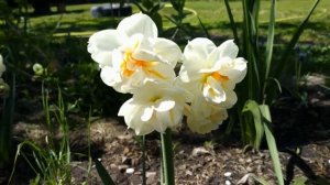 Посадите осенью нарцисс Сер Уинстон Черчиль. Шикарный сорт!