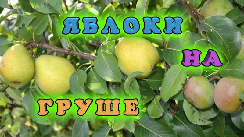 Яблоня привитая на грушу. Даёт обильный урожай. Сад на одном дереве. Урожай груш и яблок.