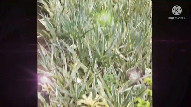 kanpur nursery Dieffenbachia seguine,money plant, jatropha,jade ,Croton colius,bougainvillea,flower смотреть онлайн