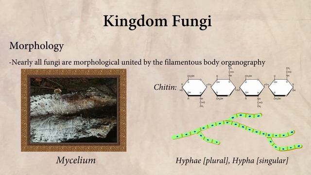 Myco-201: An Academic Analysis of Kingdom Fungi смотреть онлайн
