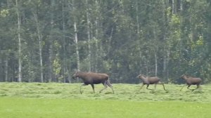 Бегущие лоси, вернее, лосиха с лосятами, Богдановичский заказник, сентябрь 2020 года.