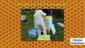 Кочевая пасека. На кочевой пасеке Касьновых. Работы на пасеке.