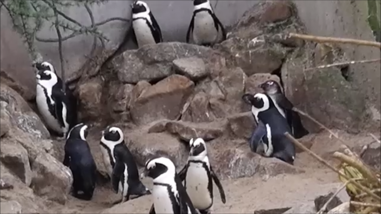 песни пингвинов весной