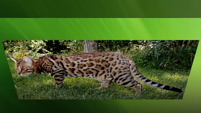 бенгальские кошки