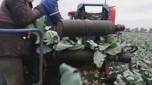 Asa Lift TK1000E. Уборка капусты 2019.