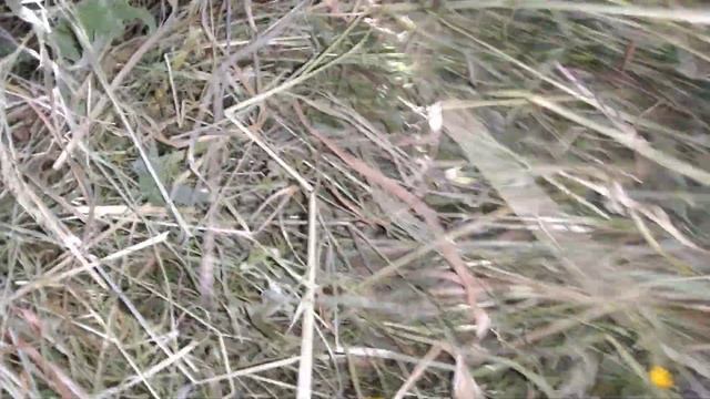 Дубовые веники для бани,как я их храню . смотреть онлайн