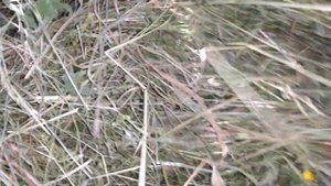 Дубовые веники для бани,как я их храню .