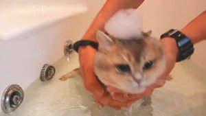 Секреты мытья котов и кошек
