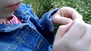 Как растёт гречиха? Любим готовить гречку. Варим гречку очень часто!