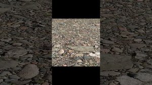 Утро в деревне с басиком??❤️?