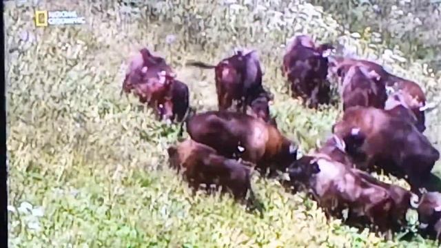 зубры и их детёныши смотреть онлайн