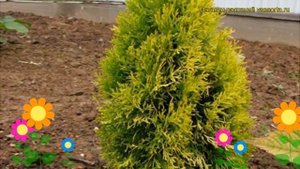 Туя западная Голден Энн. Краткий обзор, описание характеристик thuja occidentalis Golden Anne
