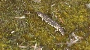 Stump-tailed Skink, locomotion. Короткохвостый сцинк, бег (47sp)