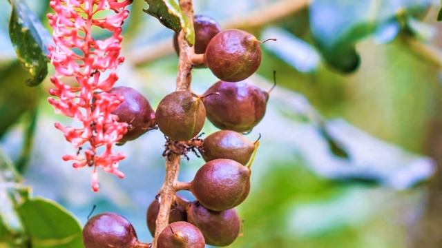 Как растет макадамия в природе фото Орехи Макадамия Самые Дорогие Орехи в Мире - смотреть видео онлайн от "СтройИсто