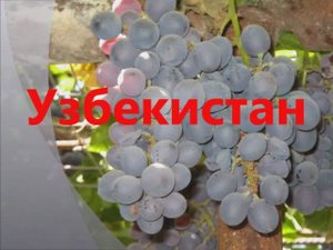 Узбекистон