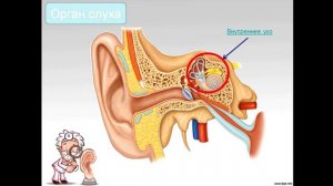 Слуховой анализатор 8 класс