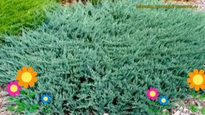 Можжевельник горизонтальный Блю Чип. Краткий обзор, описание juniperus horizontalis Blue Chip
