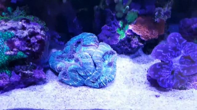 Easy Reefs - Easy Booster смотреть онлайн