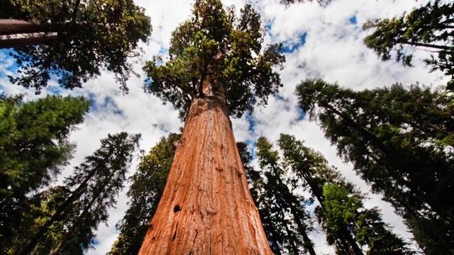 Секвойя смотреть онлайн