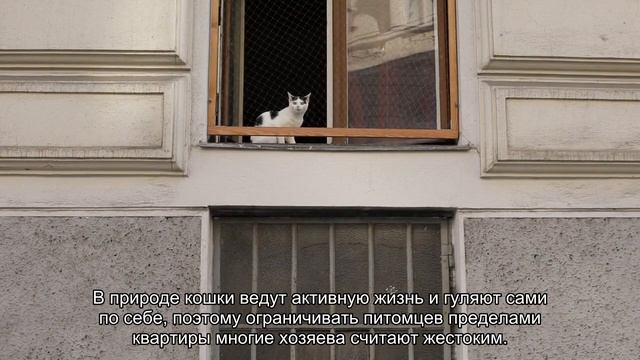 Уход за кошкой смотреть онлайн