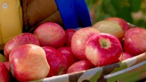 Сады Придонья. 60 сортов яблок из нашего сада