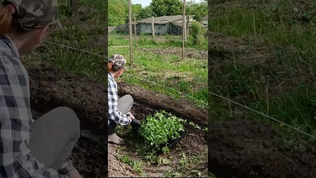 Посадила рассаду гороха в открытый грунт #жизньвдеревне #огород #дача