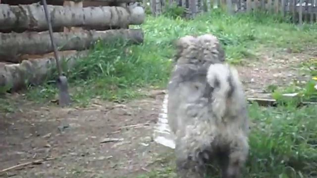 #щенки#кавказской#овчарки#2месяца!
