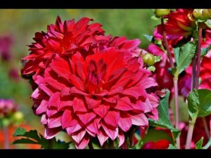 ЦВЕТЫ #ГЕОРГИНЫ БЕСПОДОБНОЕ ВЕЛИКОЛЕПИЕ