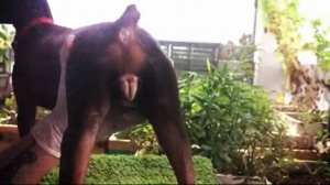 Немецкая Овчарка Радж Вязка в Воронеже June 16, 2020 4К