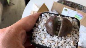 Литопсы/ Lithops. НОВИНКИ 😍. Pleiospilos. Conophytum. 19.09.2023.