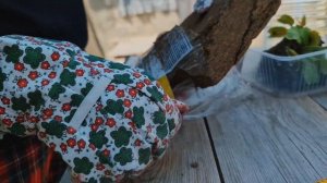 Венерина мухоловка? Уход, полив. Пересаживаю Дионею. Какой грунт нужен Венериной мухоловке