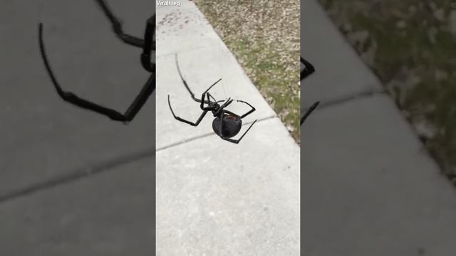 Viral Video: Massive Black Widow Spider Dangles From Web