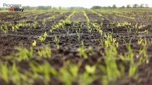 Перекапывать сидераты или нет - мы для себя давно нашли ответ