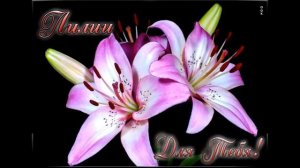 Евгений Коновалов   - Лилия